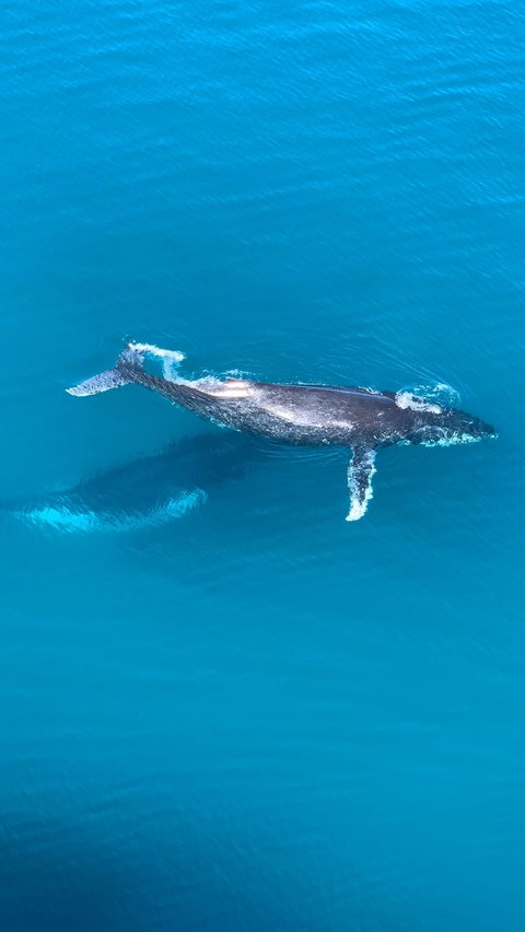 Cara kedua yang bisa dilakukan paus ialah melalui migrasi panjang. <br><br>Studi mengenai migrasi paus biru di Samudra Selatan menunjukkan bahwa paus ini membawa nutrisi dalam perjalanannya yang memungkinkan fitoplankton berkembang biak.<br><br>Diperkirakan jika populasi paus biru ini pulih ke jumlah sebelum penangkapan ikan paus, mereka dapat menyimpan karbon senilai 6,6 juta pohon.