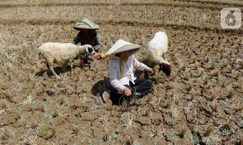 Kemarau Bikin Ribuan Lahan Pertanian di Pati 'Mangkrak'