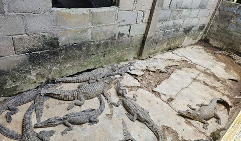 Ketiga pelaku bukan hanya memelihara satu atau dua ekor buaya. Seorang di antara mereka bahkan memelihara 34 ekor hewan buas dilindungi itu.