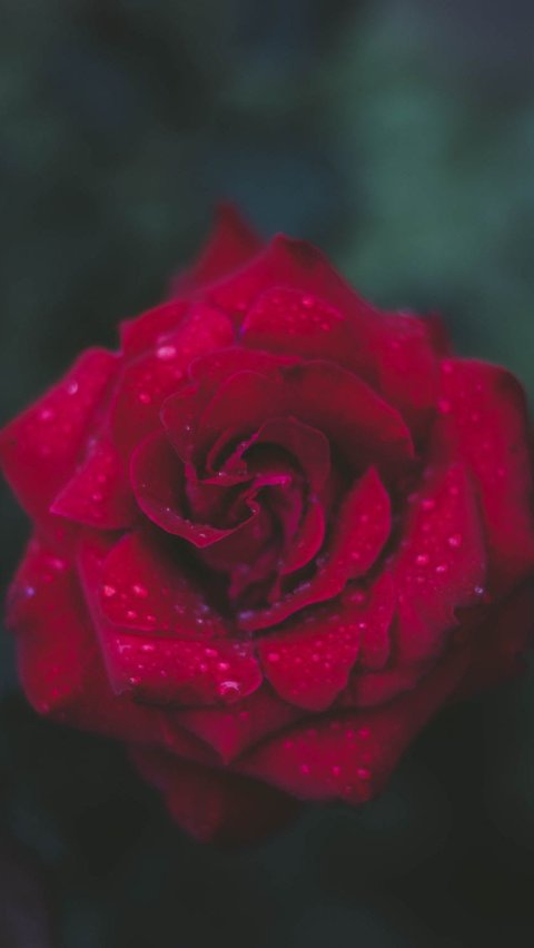 Bunga mawar, selain dikenal dengan tampilannya yang indah dan aroma yang memikat, juga telah menghiasi berbagai pengobatan tradisional selama ribuan tahun.