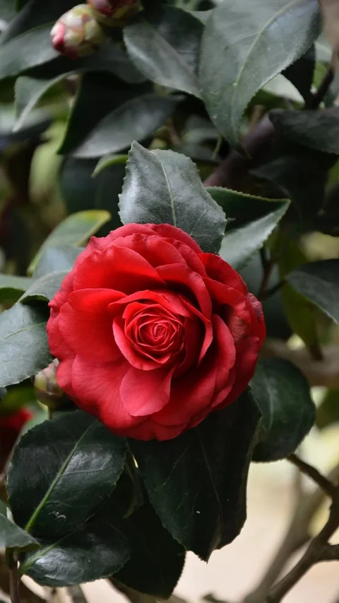 Teh mawar, minuman herbal yang terbuat dari kelopak harum dan kuncup bunga mawar, menawarkan sensasi sejuknya kesegaran dalam setiap tegukan.