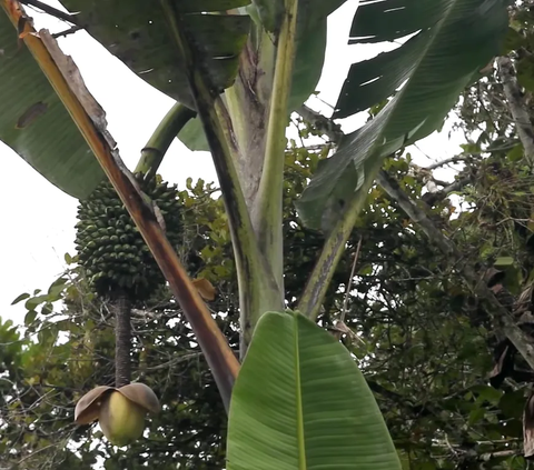 Sesuai permintaan pembeli, daun pisang tidak boleh robek. Untuk itu, Dewi mengemas daun pisang dengan kemasan yang kokoh agar kualitas daun pisang tetap terjaga.