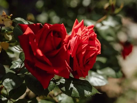 Dianggap Mistis, Bunga Mawar Miliki 12 Manfaat saat Dijadikan Teh