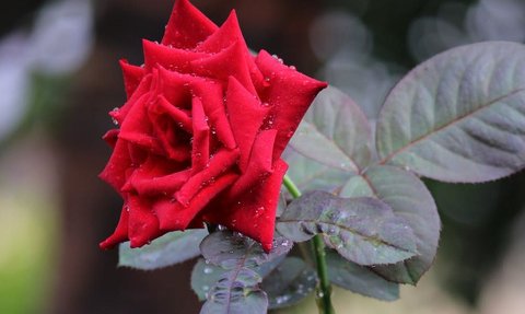 Dianggap Mistis, Bunga Mawar Miliki 12 Manfaat saat Dijadikan Teh