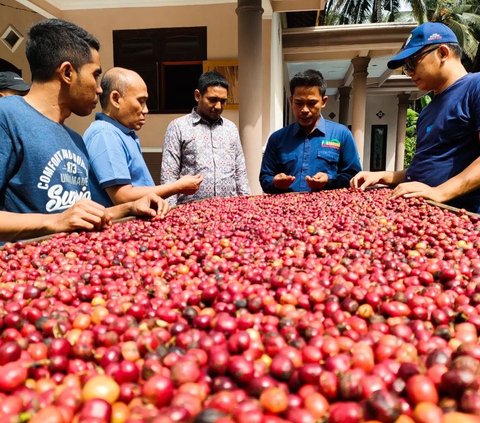 Banyuwangi adalah salah satu sentra kopi robusta terbesar di Jawa Timur. Produksi rata-ratanya 10.673 ton per tahun. Luasan kebun kopi di Banyuwangi mencapai 15.000 hektare, tersebar di Kecamatan Kalibaru, Glenmore, Songgon, dan Kalipuro.