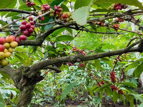 Perkebunan Kopi