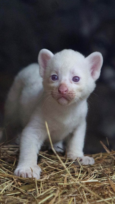 FOTO: Super Langka, Begini Gemasnya Bayi Puma Albino yang Lahir di Nikaragua