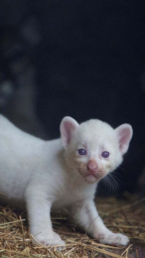 Dilansir Reuters, puma mungil berhidung merah muda itu menjadi puma albino pertama di Amerika Tengah yang lahir di penangkaran.