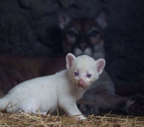 FOTO: Super Langka, Begini Gemasnya Bayi Puma Albino yang Lahir di Nikaragua