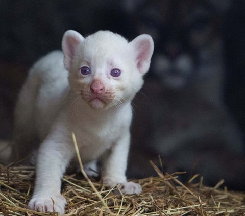 FOTO: Super Langka, Begini Gemasnya Bayi Puma Albino yang Lahir di Nikaragua