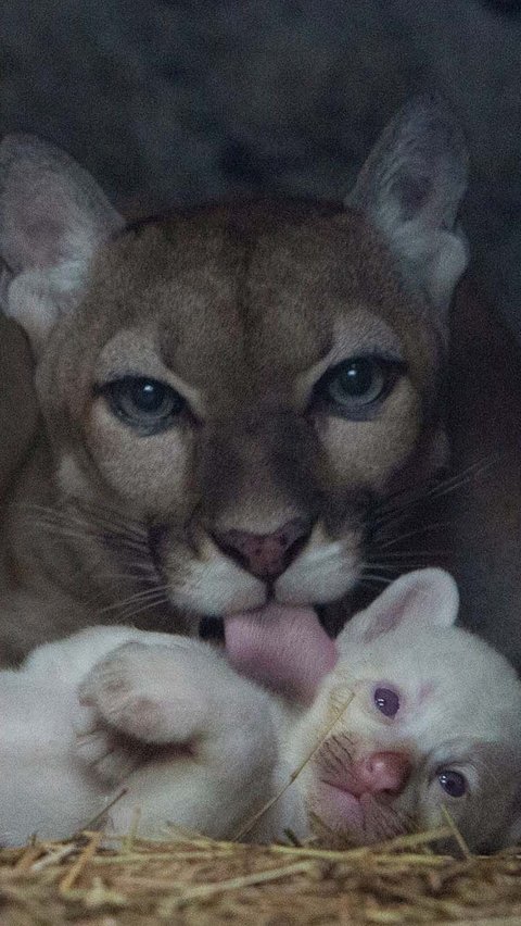 Sementara, puma jantan yang menjadi pasangan induknya ditempatkan di kandang terpisah. Hal itu dilakukan untuk mencegahnya membunuh anak-anaknya.