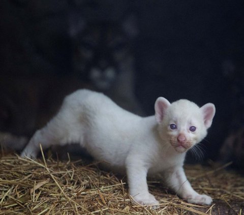 FOTO: Super Langka, Begini Gemasnya Bayi Puma Albino yang Lahir di Nikaragua