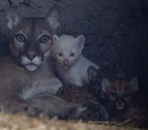 FOTO: Super Langka, Begini Gemasnya Bayi Puma Albino yang Lahir di Nikaragua