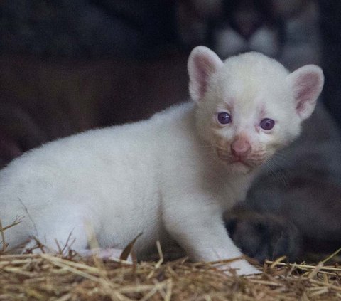 FOTO: Super Langka, Begini Gemasnya Bayi Puma Albino yang Lahir di Nikaragua