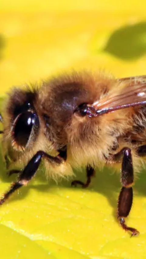 Fosil Lebah yang Hidup di Zaman Nabi Sulaiman Ditemukan di Portugal, Kondisinya Masih Utuh 