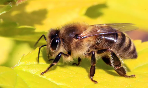 Fosil Lebah yang Hidup di Zaman Nabi Sulaiman Ditemukan di Portugal, Kondisinya Masih Utuh