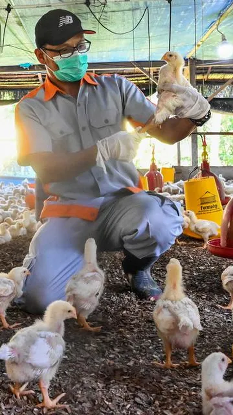 Menggiurkan, Begini Konsep Bisnis Hulu Hilir Peternakan Ayam Potong di Yogyakarta