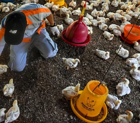Menggiurkan, Begini Konsep Bisnis Hulu Hilir Peternakan Ayam Potong di Yogyakarta