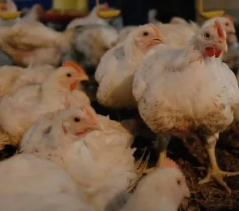 Menggiurkan, Begini Konsep Bisnis Hulu Hilir Peternakan Ayam Potong di Yogyakarta