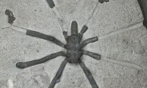 Ilmuwan Temukan Fosil Laba-laba Laut Berusia 160 Juta Tahun, Hidup di Era Dinosaurus