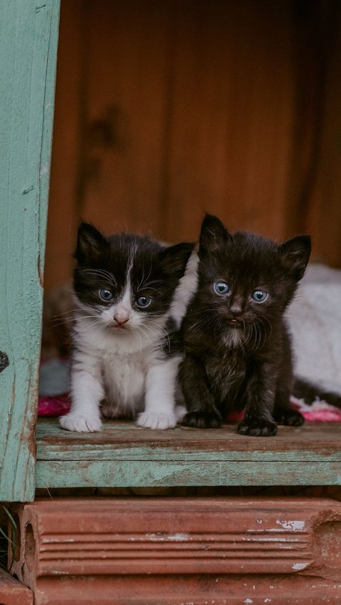 Kemungkinan Penyebab Lain Bulu Kucing Rontok