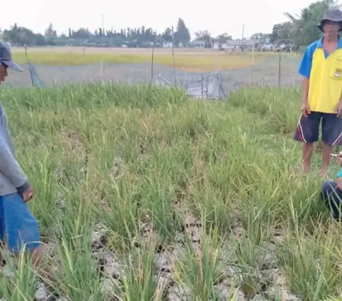 Terungkap, Ini Sederet Keuntungan Petani Bergabung dalam Program Makmur