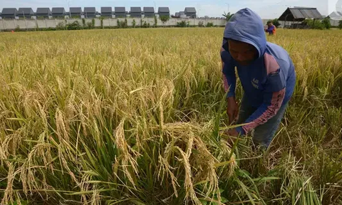 Terungkap, Ini Sederet Keuntungan Petani Bergabung dalam Program Makmur