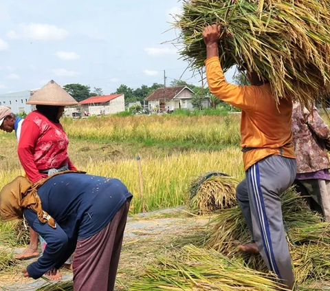 Terungkap, Ini Sederet Keuntungan Petani Bergabung dalam Program Makmur