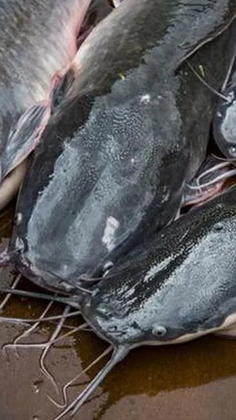 Benarkah Sesuap Ikan Lele Mengandung 3.000 Sel Kanker? Cek Faktanya 