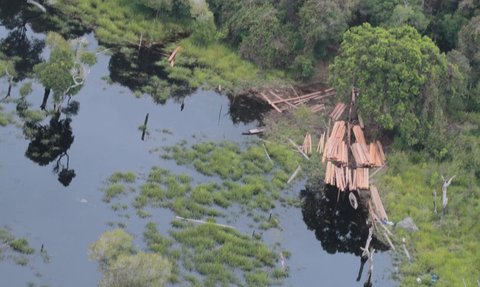 Sepanjang 2023, 16 Orang Ditetapkan Tersangka Ilegal Loging Di Riau
