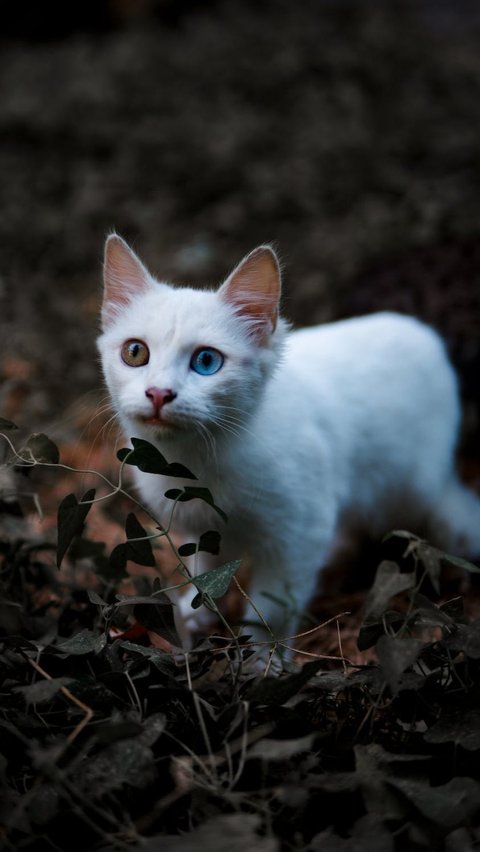 Kucing Khao Manee mungkin tidak seumum kucing domestik biasa yang sering kita temui di sekitar kita. Ras ini memiliki daya tarik yang unik dan langka, dengan ciri khas utamanya adalah bulu putihnya yang sehalus salju.