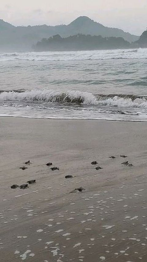 Mengunjungi Pantai Kili-Kili di Trenggalek, Jadi Lokasi Penyu Bertelur