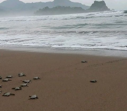 Mengunjungi Pantai Kili-Kili di Trenggalek, Jadi Lokasi Penyu Bertelur