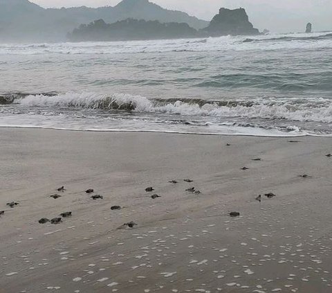 Mengunjungi Pantai Kili-Kili di Trenggalek, Jadi Lokasi Penyu Bertelur