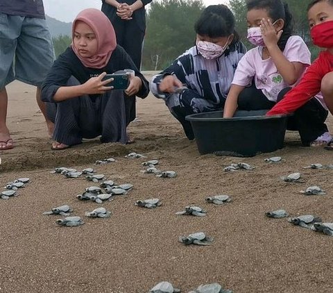 Mengunjungi Pantai Kili-Kili di Trenggalek, Jadi Lokasi Penyu Bertelur