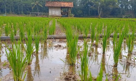 Bertahan Tanpa Curah Hujan, Petani di Tasik Manfaatkan Kincir Air Hadapi Kemarau