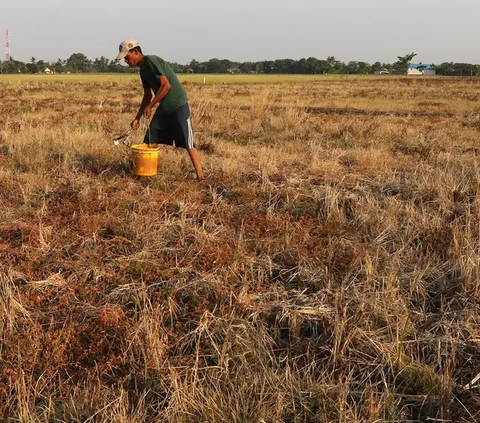 Bertahan Tanpa Curah Hujan, Petani di Tasik Manfaatkan Kincir Air Hadapi Kemarau