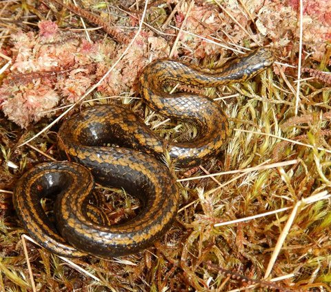 Sekelompok peneliti menemukan spesies ular baru dengan nama ilmiah Tachymenoides harrisonfordi.<br><br>Ular tersebut ditemukan ketika para peneliti berkelana di kawasan paling berbahaya di Peru, yakni Taman Nasional Otishi<br>