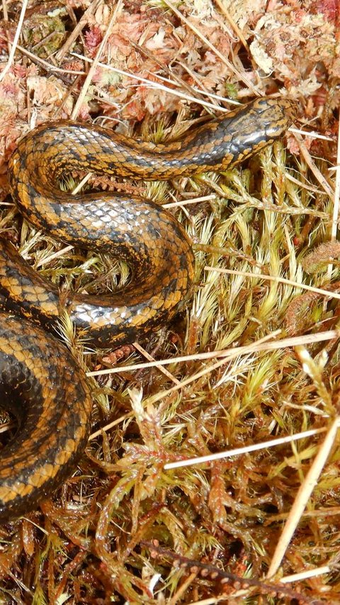 Taman Nasional Otishi yang menjadi lokasi penemuan spesies ular baru itu terletak di wilayah Junín dan Cusco. Kedua wilayah itu dianggap tidak aman bagi wisatawan oleh Departemen Luar Negeri AS karena menjadi pusat perdagangan narkoba.