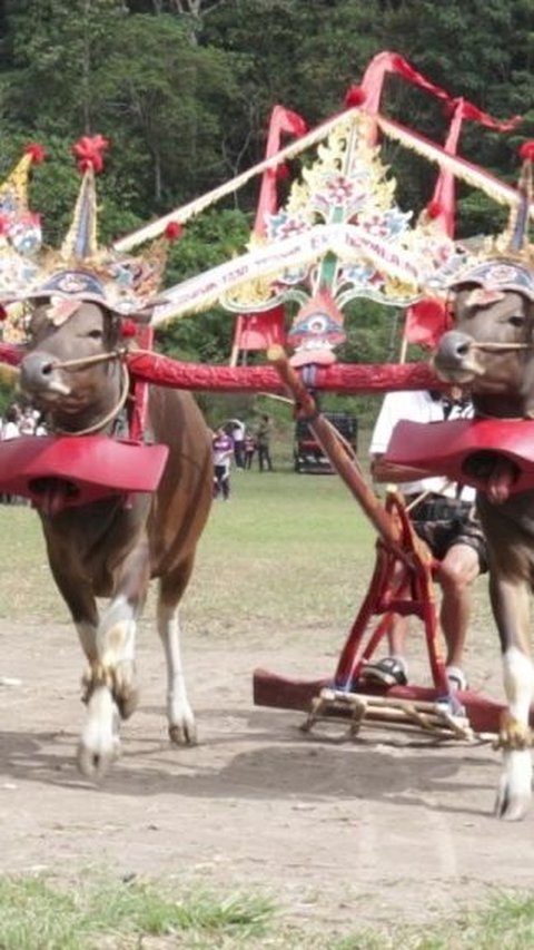 Awal Mula Tradisi Sapi Gerumbungan yang Kini Nyaris Punah