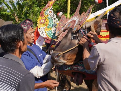 Awal Mula Tradisi Sapi Gerumbungan yang Kini Nyaris Punah