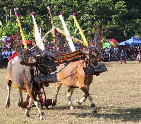 Awal Mula Tradisi Sapi Gerumbungan yang Kini Nyaris Punah