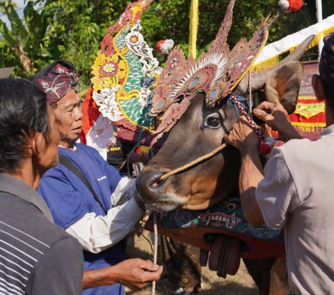 Awal Mula Tradisi Sapi Gerumbungan yang Kini Nyaris Punah