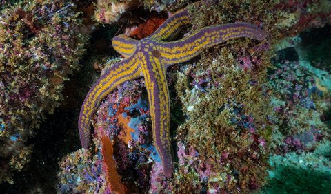 “Ada hubungan yang erat antara kimia laut dan kimia atmosfer. Apa pun perubahan yang terjadi di laut juga mencerminkan apa yang terjadi di atmosfer. Samudra dan atmosfer saling terhubung, dan bagaimana mereka berubah saling terkait. Semuanya saling terhubung,”