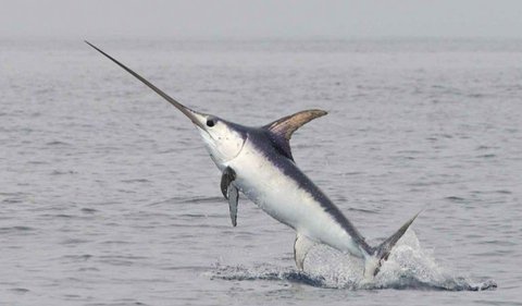 2. Swordfish atau Ikan Todak