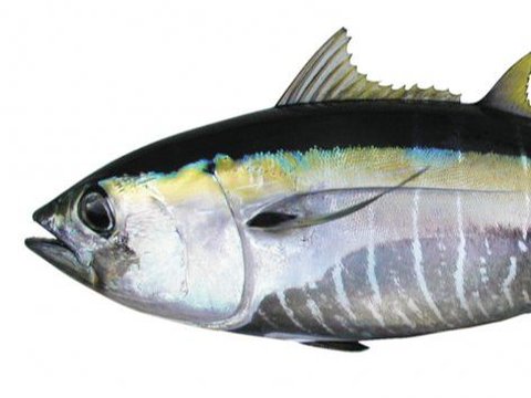 5. Ikan Tuna Mata Besar
