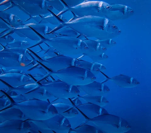 Membedakan ikan segar dan ikan bermerkuri dapat membantu menghindari risiko keracunan merkuri. Beberapa cara yang dapat dilakukan antara lain: