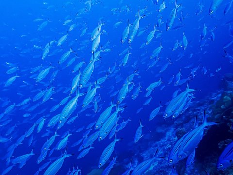Buang Limbah Nuklir ke Laut, Ini Jenis Ikan yang Wajib Diwaspadai Terkontaminasi Merkuri