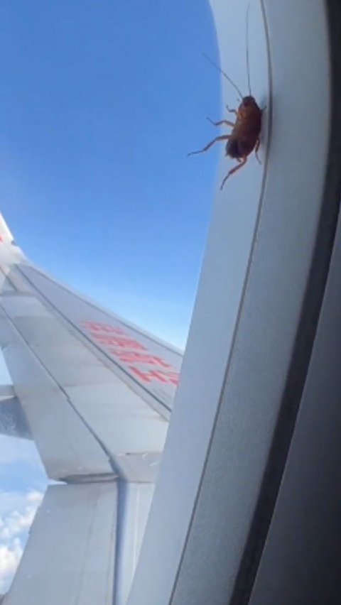 Viral Kecoak Nempel di Jendela Pesawat selama Terbang Tiga Jam, Berikut Fakta tentang Hewan Tangguh Ini