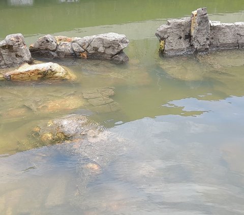 Penampakan Batu Malin Kundang 'Tenggelam', Kondisinya Seperti Kolam dan Dipenuhi Banyak Ikan